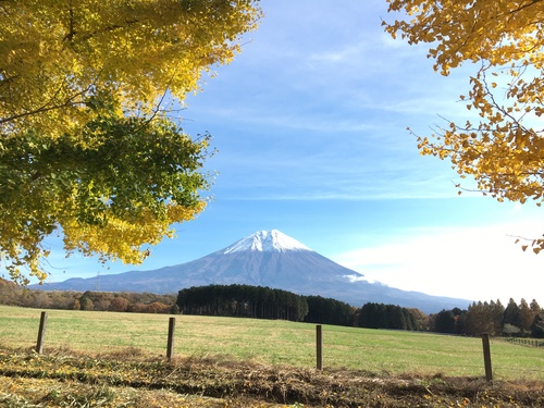 朝霧高原の雑木林の紅葉