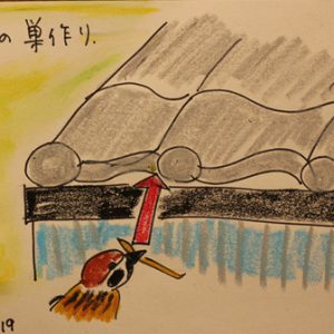富士市でスズメ観察