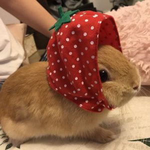 富士市　木の家