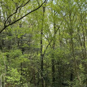 朝霧高原の雑木林