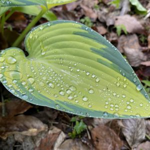 富士宮市の庭、ギボウシと水玉