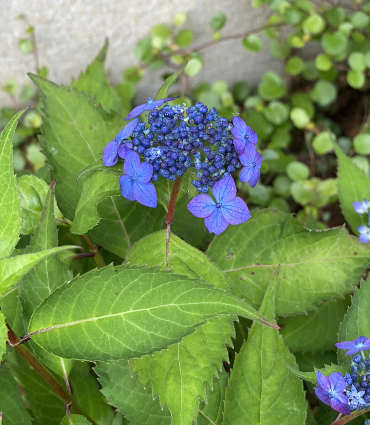 山紫陽花、季節の花