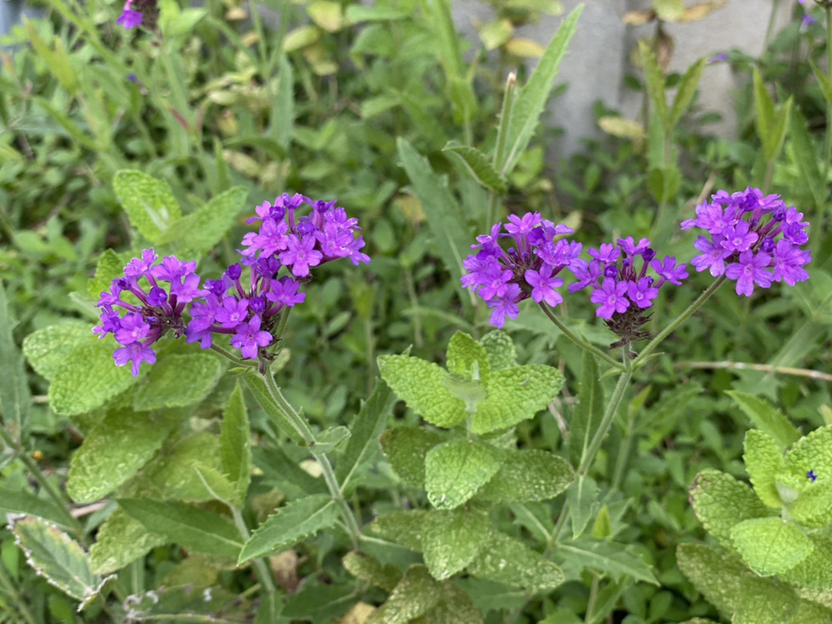 宿根バーベナー季節の花