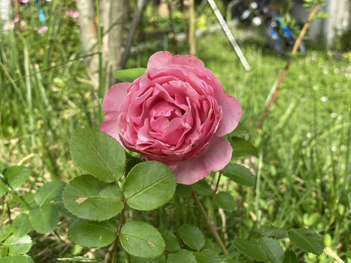 薔薇、季節の花