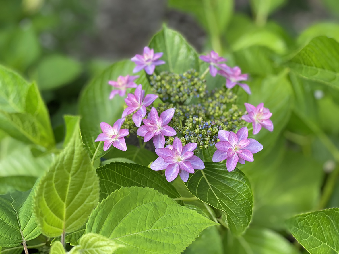 紫陽花、ダンスパーティー