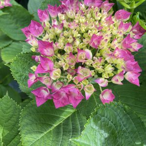 季節の花庭の紫陽花