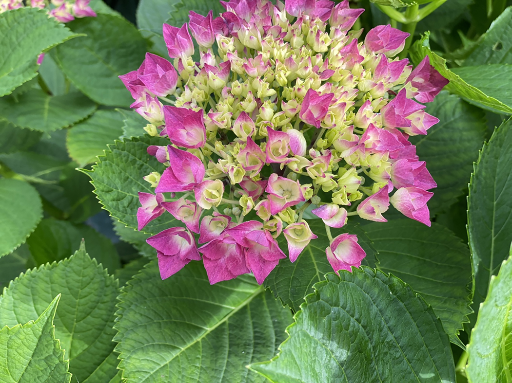 季節の花庭の紫陽花