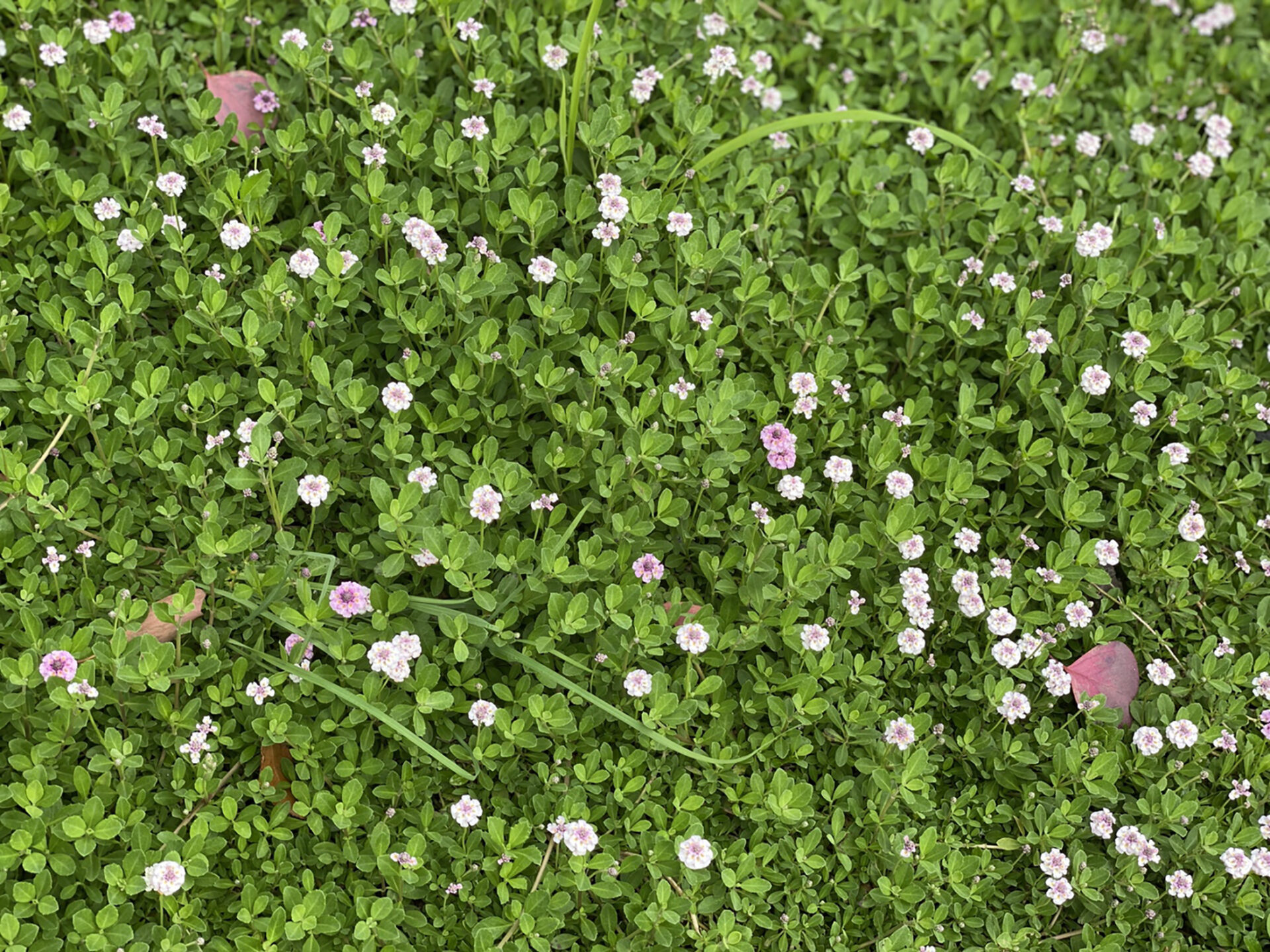 イワダレソウの花、フランドカバー