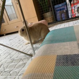 富士市　木の家