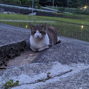 富士宮、芝川の夕方の猫