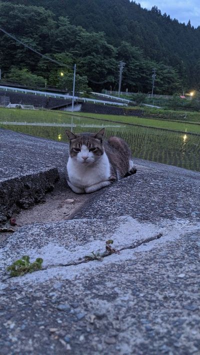 静岡県富士宮市芝川の蛍 富士市で注文住宅 木の家なら空間工房lohas