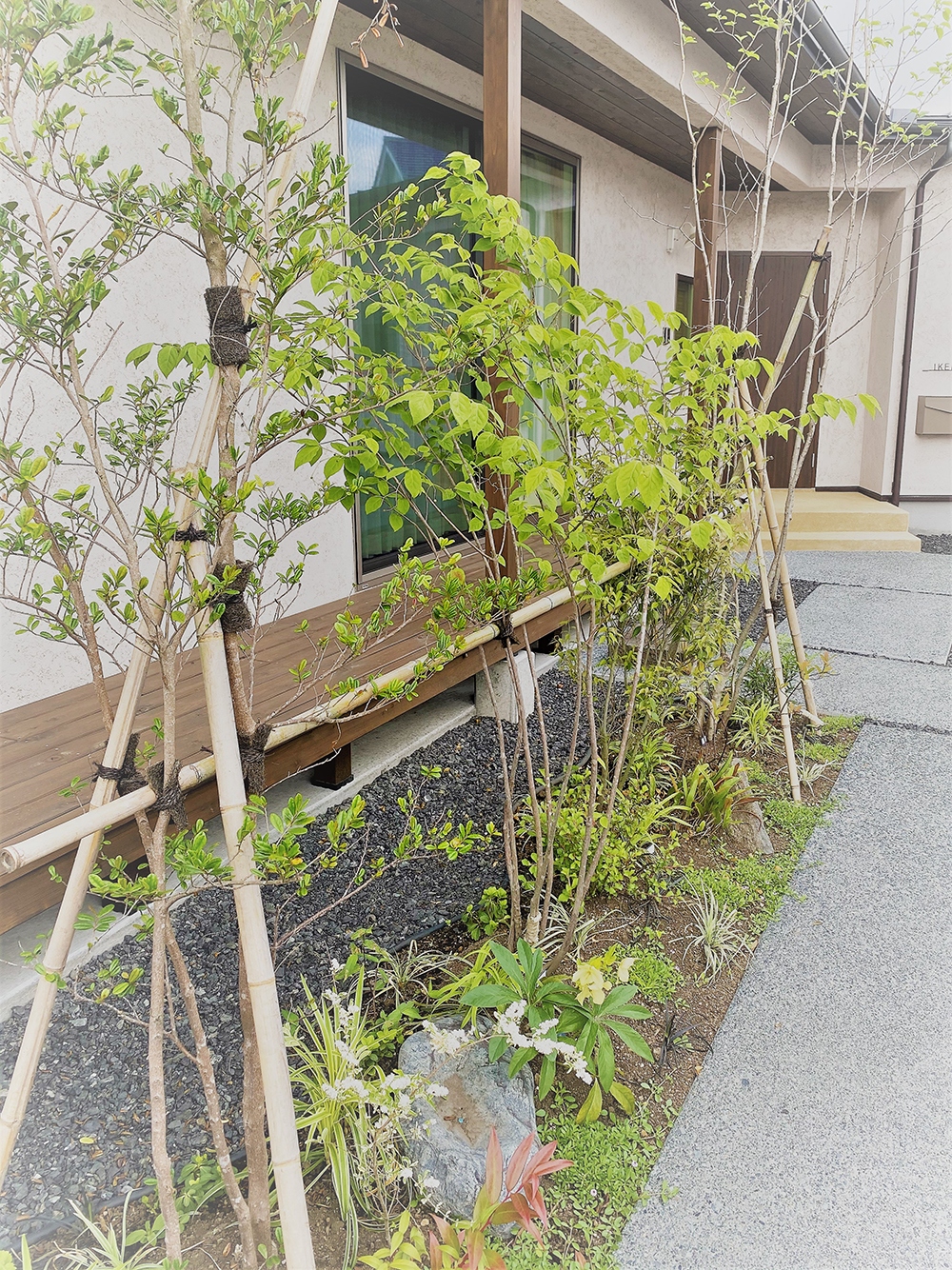 マイホームの庭、葉が伸びてきた