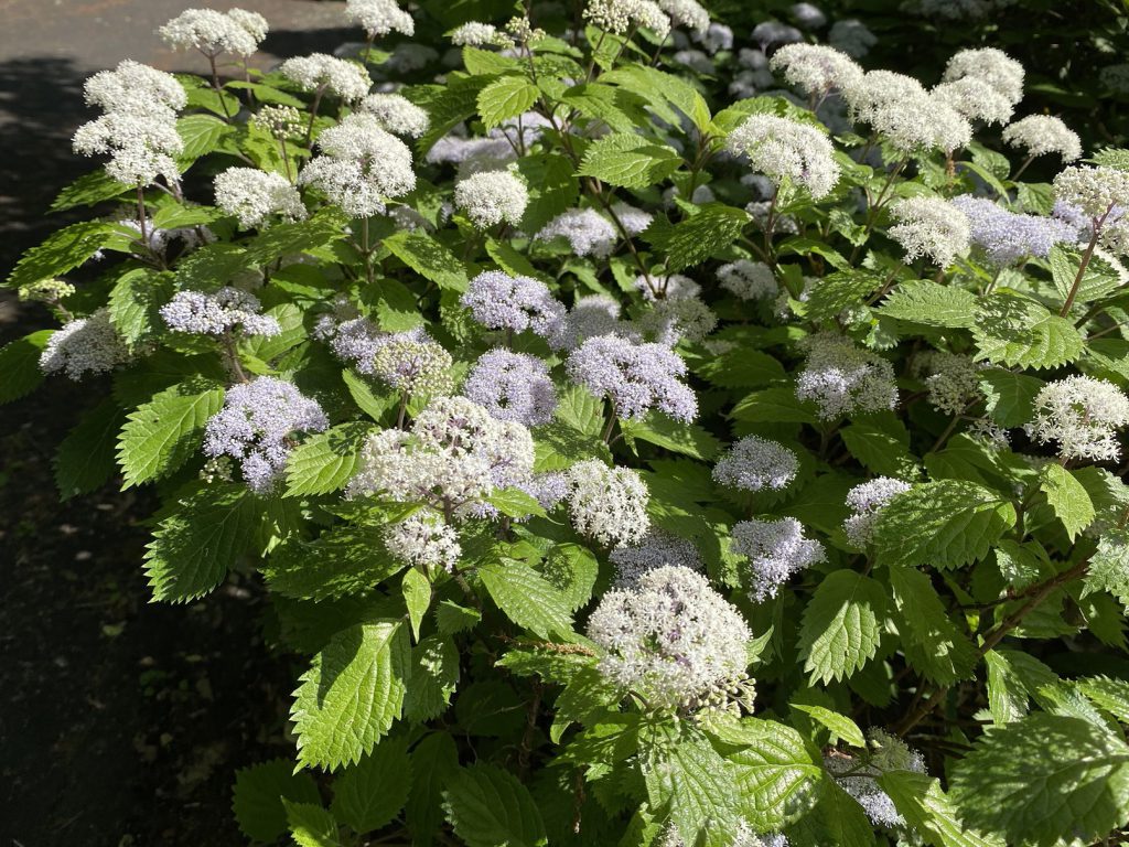 富士宮市の木の家の庭に咲く山紫陽花