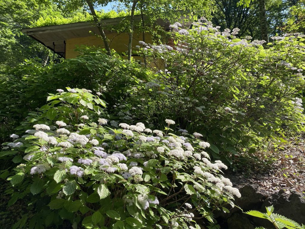 富士宮市の木の家の庭の山紫陽花