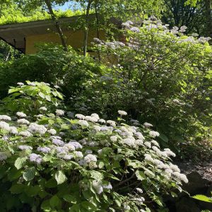 富士宮市の木の家の庭の山紫陽花