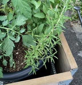 私なりの楽しみ方