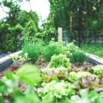 植木鉢に植えられた植物