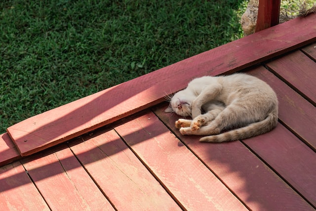ウッドデッキで眠る猫