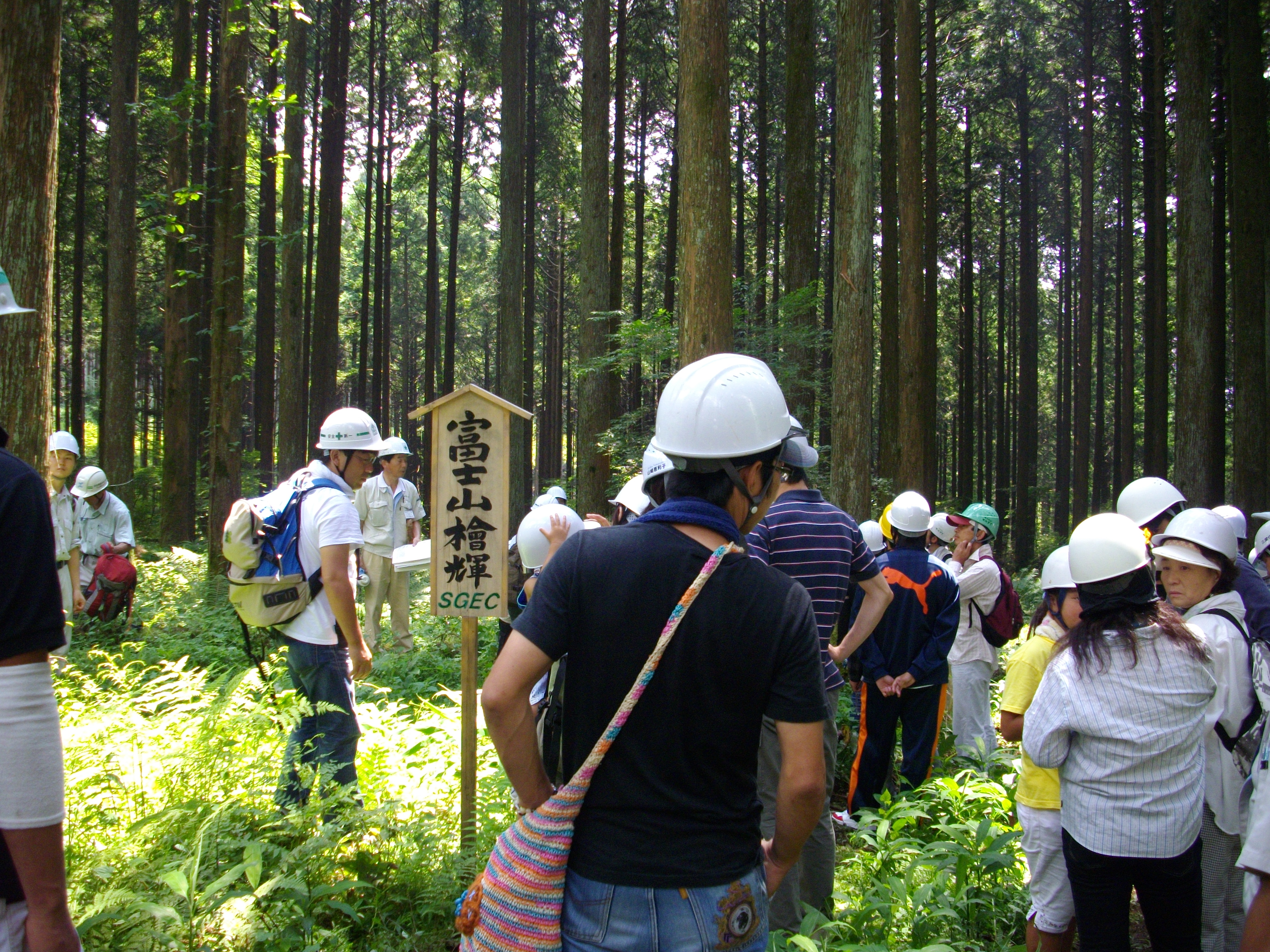 家や家具やパルプになっていく檜や杉の森