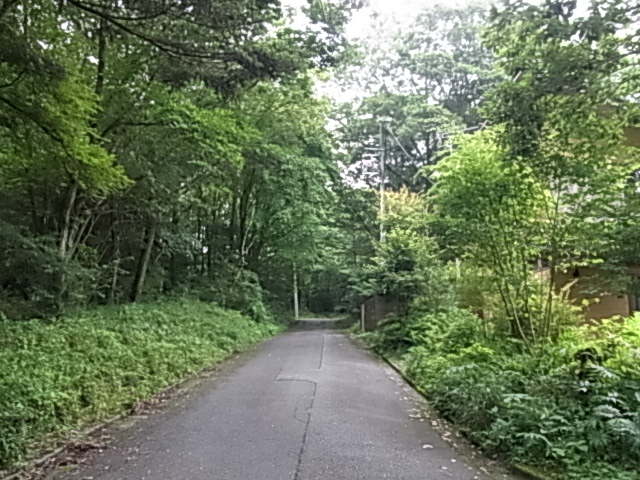 帰って来ました。朝霧高原の萌えるような緑です。