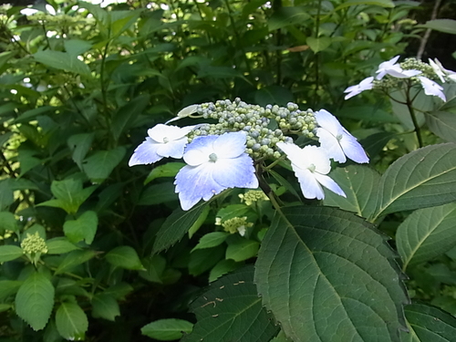 紫陽花が綺麗に咲いてくれました。