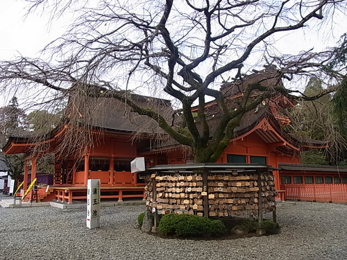 河口湖のもみじ、まだ間に合いました。