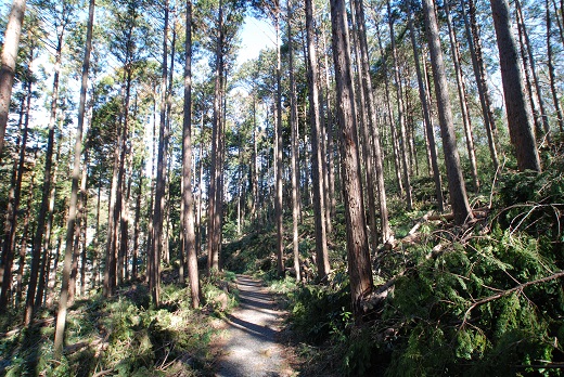 富士宮の森の間伐が終わって、朝日が入るようになりました