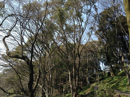 我が家の庭の山百合が八重咲きです。