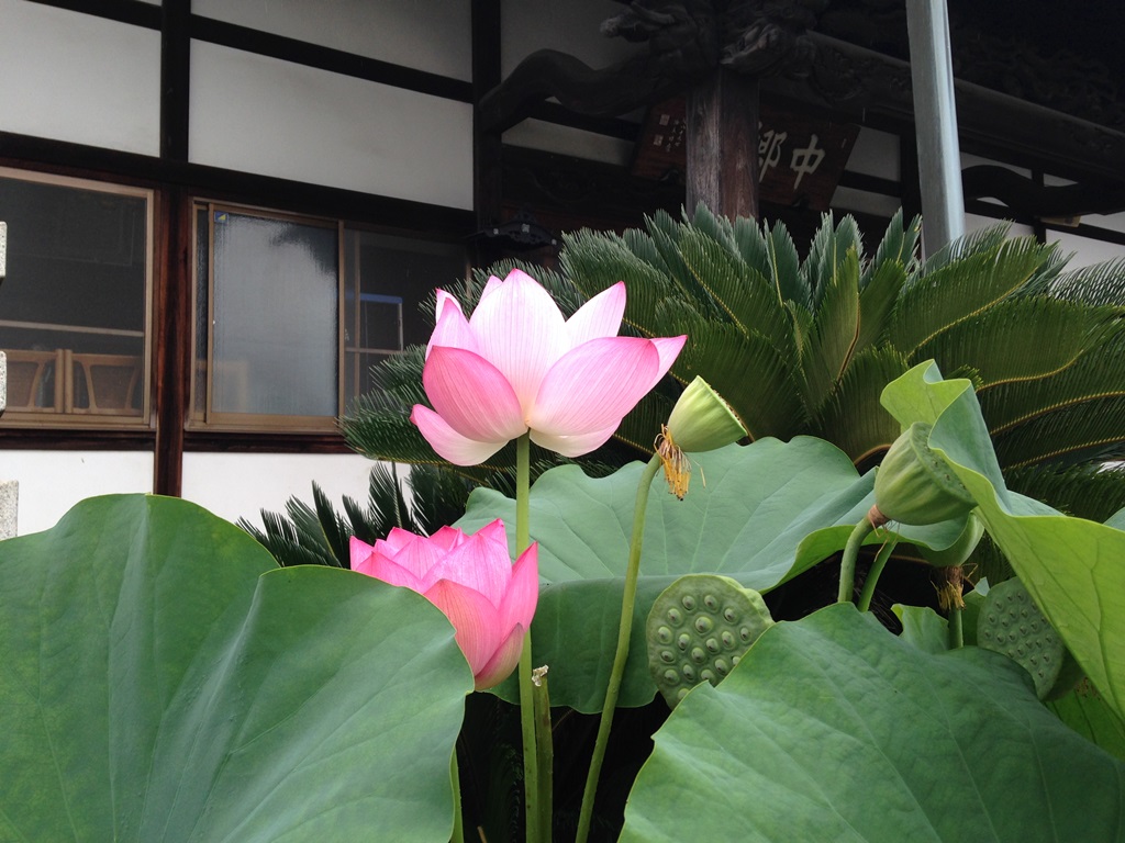 朝霧高原の道端の草花