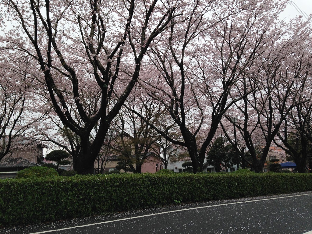 雨で桜の花びらが少し散ってしまったけど綺麗です。