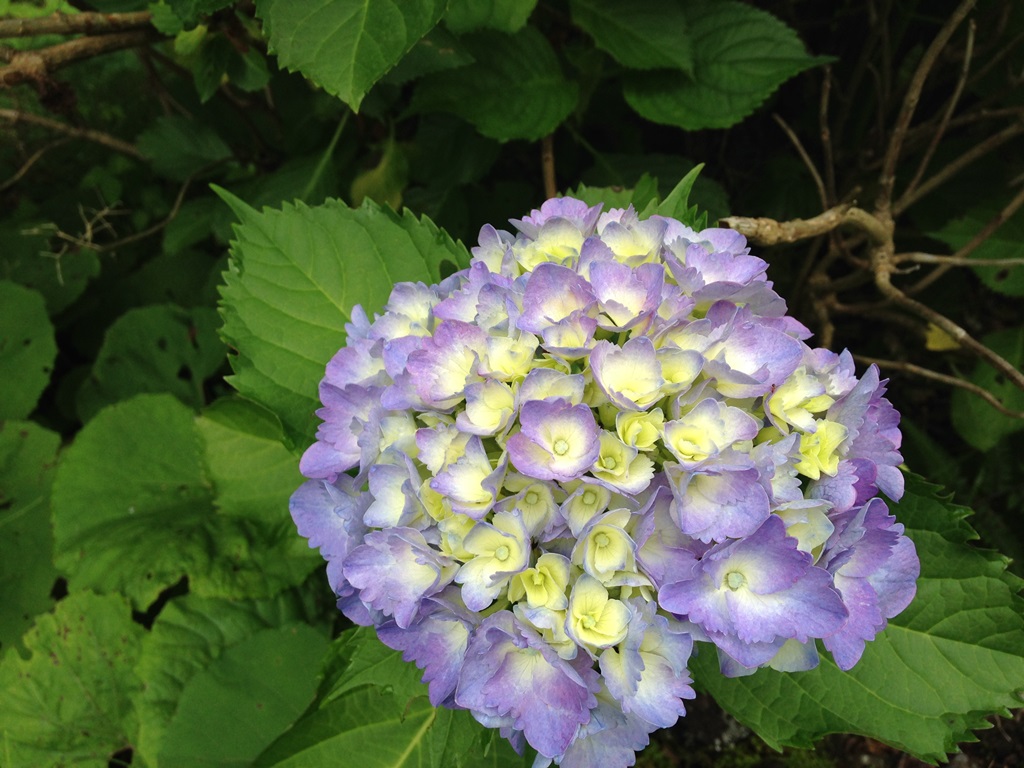 今の時期は紫陽花がよくあいますね。