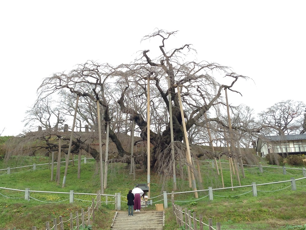日本三大桜の1つ、福島の三春の滝桜
