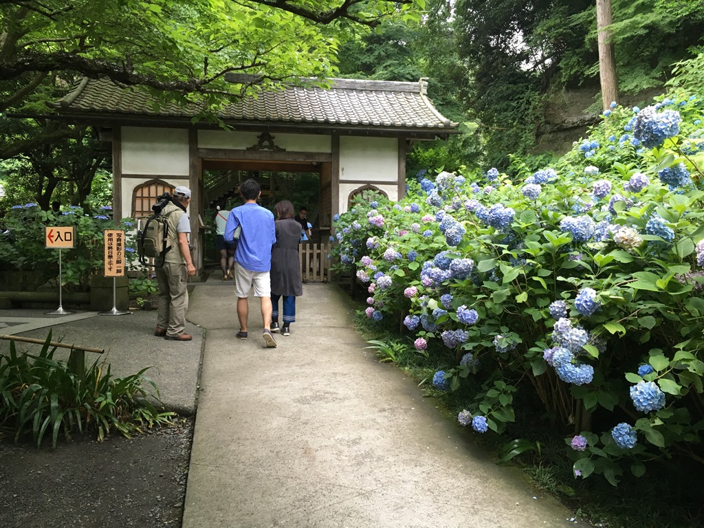 あじさい寺といわれる明月院